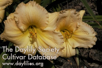 Daylily Honey Jubilee